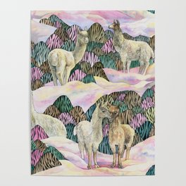 Lamas and Alpacas Poster