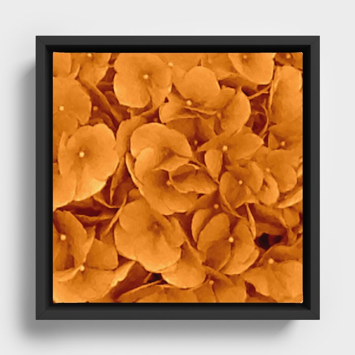 Amber Hydrangea  Framed Canvas
