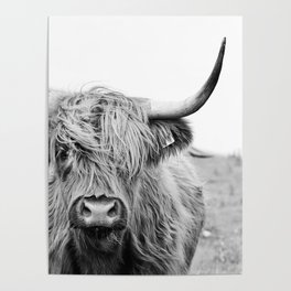 Close-up view of a highland cattle Poster