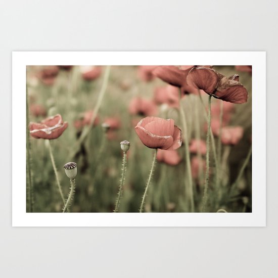 Poppies Art Print