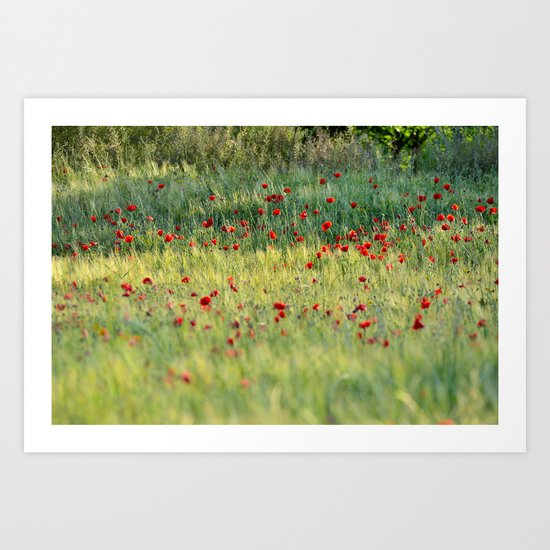 Poppies Art Print
