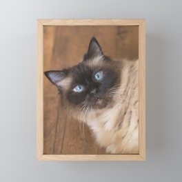 Ragdoll Cat Framed Mini Art Print