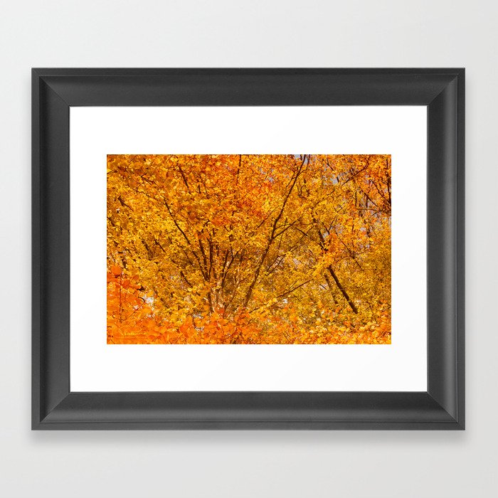 Gold Leaves - Autumn Beauty Framed Art Print