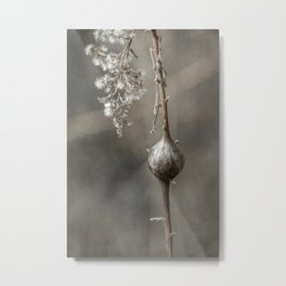 Dried Goldenrod with Gall Metal Print | Abstractnature, Nature, Whiteandbronw, Brownandbeige, Brownandgray, Grayandbeige, Neutral, Neutralnature, Naturephotography, Moodynature 