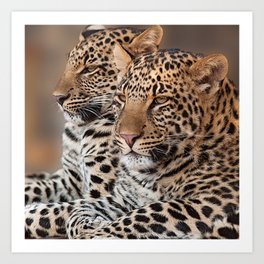 South Africa Photography - Two Beautiful Leopards Art Print