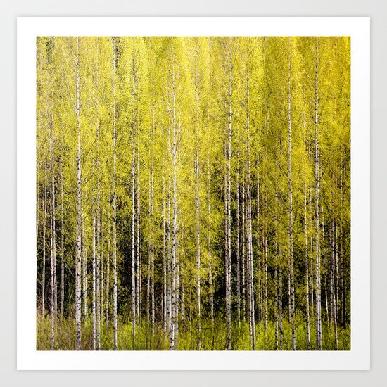 Lovely spring atmosphere - vibrant green leaves on the trees - beautiful birch grove Art Print
