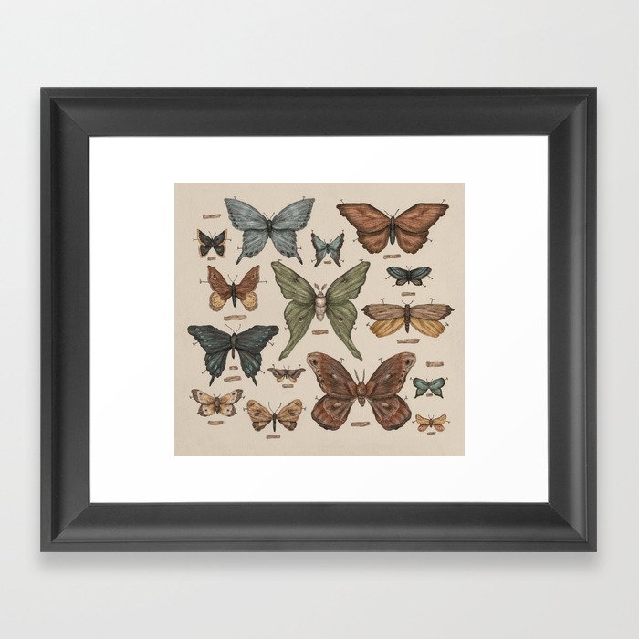 Butterflies and Moth Specimens Framed Art Print