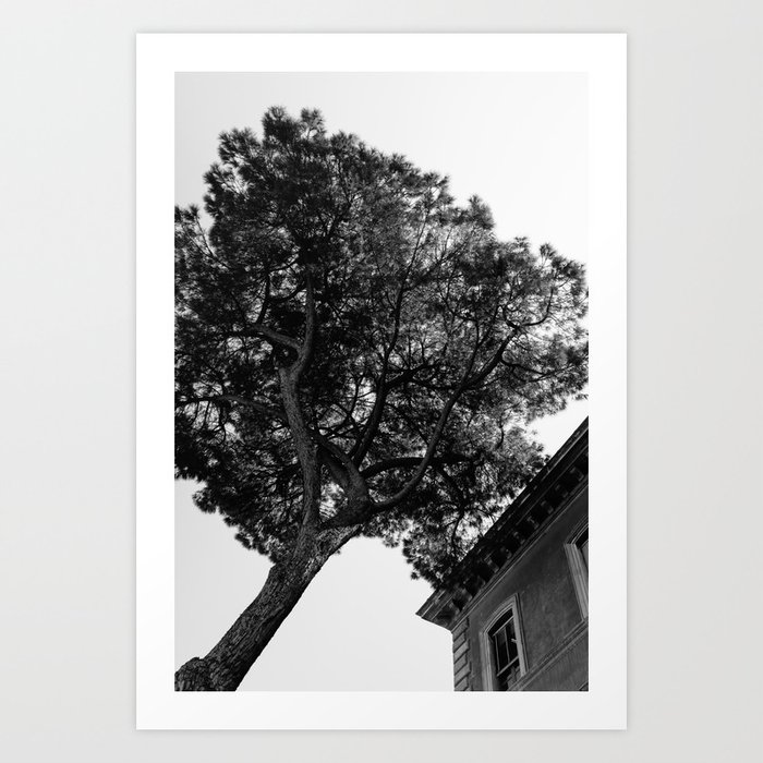 Italian Stone Pine Tree IV Art Print