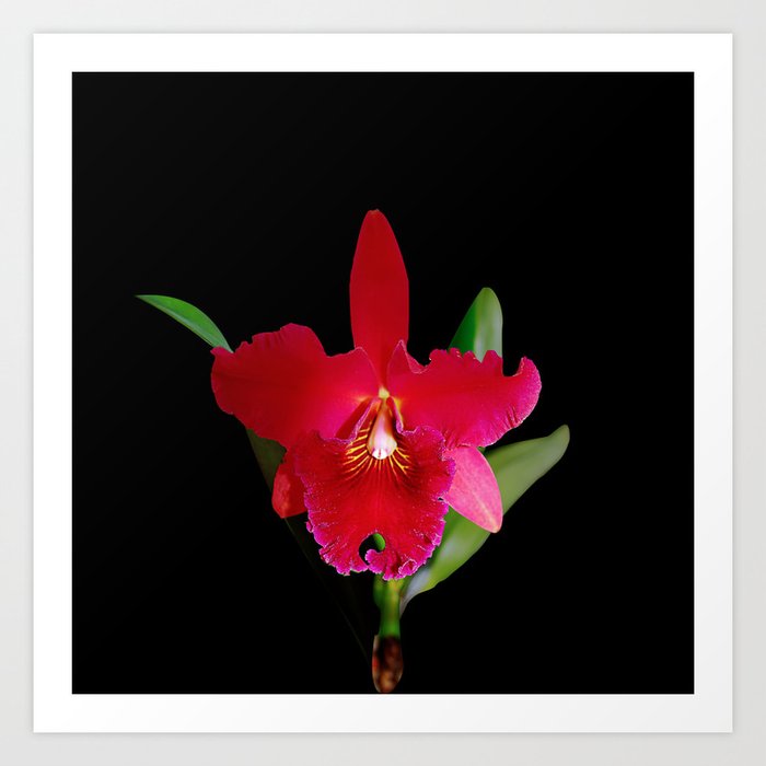 Red Cattleya Orchid Flower Art Print By Rvjdesigns Society6,Cooking Ribs On The Grill Temperature