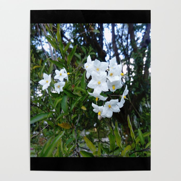 Tree and white flower -bloom,blossom,petal,floral,leaves,flor,garden,nature,plant. Poster