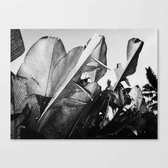 Palm Poetry Canvas Print