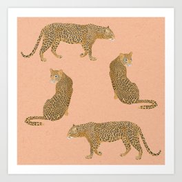 sunset leopards Art Print