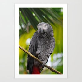  African grey parrot Art Print