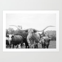 20++ Finest Longhorn canvas wall art images information