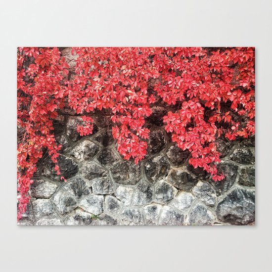 Red ivy leaves autumn stone wall Canvas Print