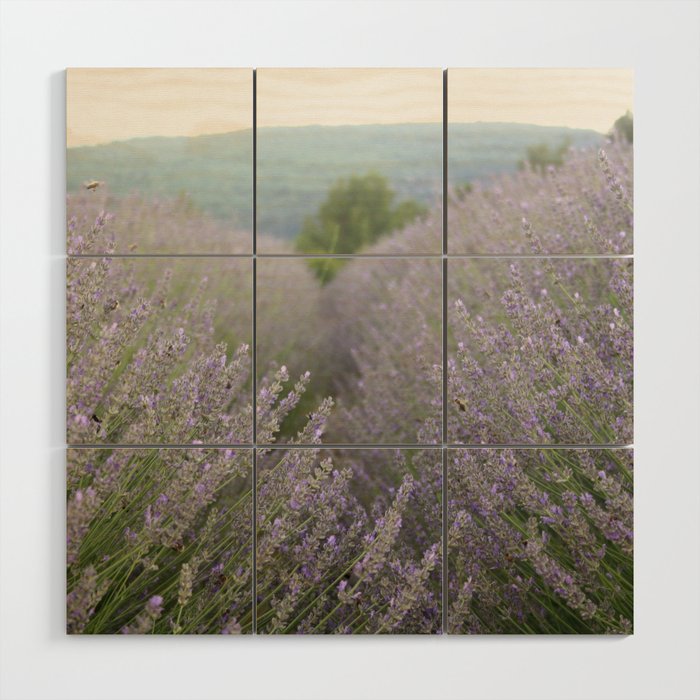 Luscious Lavender Fields Landscape Photography Wood Wall Art
