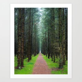 Forest Path Through Moody Woodland | Netherlands - Utrechtse Heuvelrug | Nature photography Art Print