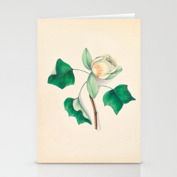 Tulip-tree blossom by Clarissa Munger Badger, 1859 (benefitting The Nature Conservancy) Stationery Cards