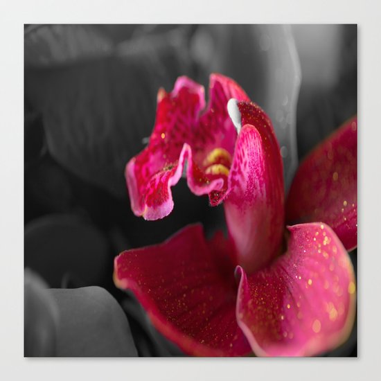 Solo Canvas Print