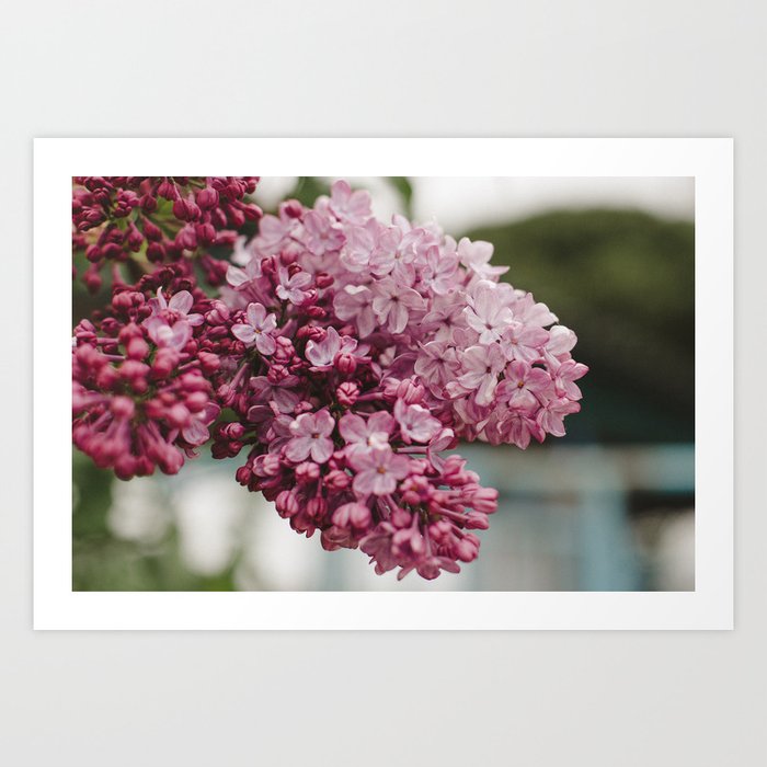 Spring Lilacs Art Print