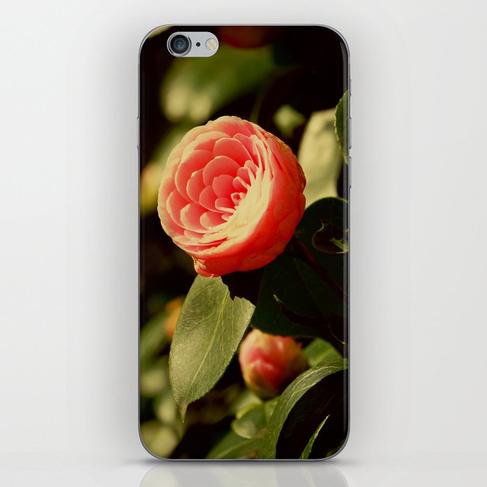 Lovely Rose Flower | Japanese Camellia iPhone Skin