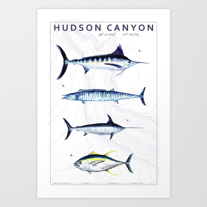 Hudson Canyon- Marlin, Wahoo, Swordfish, Yellowfin Tuna Watercolor + Vector Art Art Print