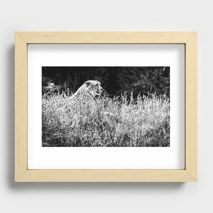 Cheetah On The Lookout Recessed Framed Print