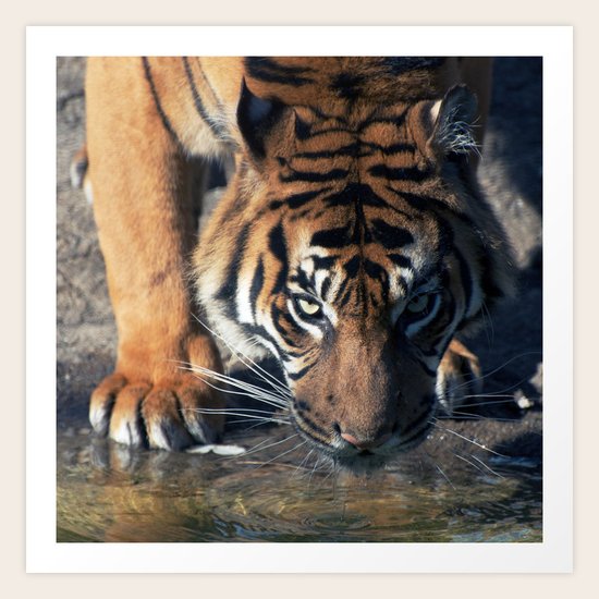 Hunger Art Print