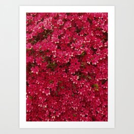 Wall of Flowers Art Print