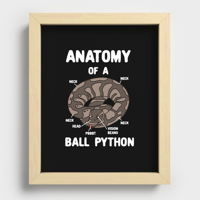 Anatomy Of A Ball Python Recessed Framed Print