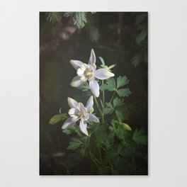 Columbine Flower Photograph Canvas Print