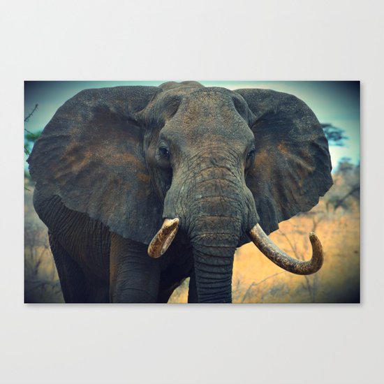 Elephant Canvas Print