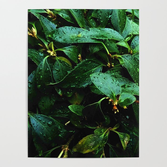 Greenery and leaf II Poster