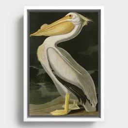American White Pelican from Audubon's Birds of America Framed Canvas