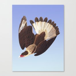 Brazilian Caracara Eagle by Audubon Canvas Print