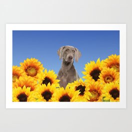 Weimaraner Dog in yellow Sunflower Field Art Print