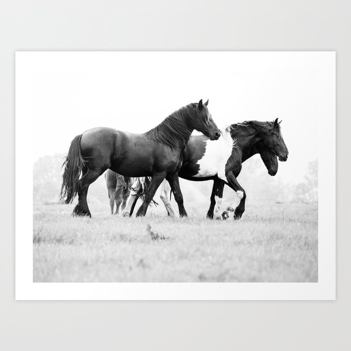 Free Rein - Black and White Photography Art Print