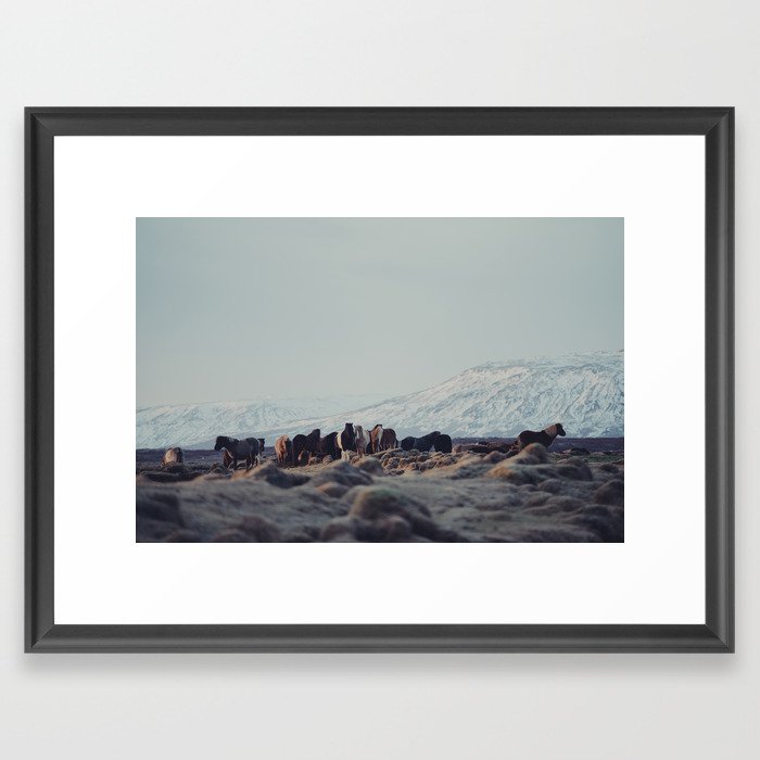Icelandic Horses II Framed Art Print