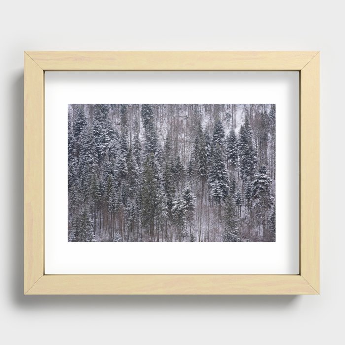 Pine Forest Recessed Framed Print