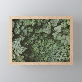 Wood Sorrel Framed Mini Art Print