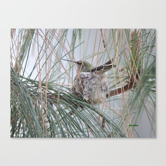 Pine Veil Nesting Canvas Print