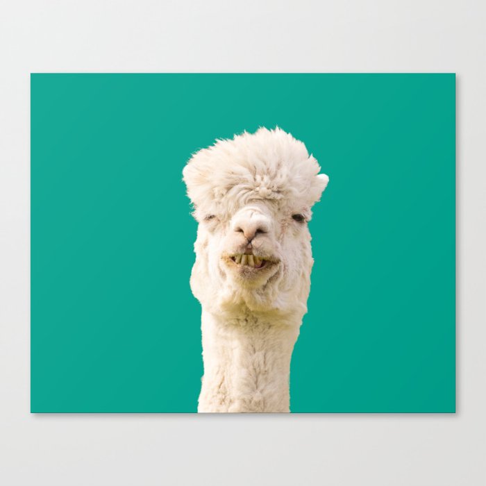 Funny Alpaca Canvas Print
