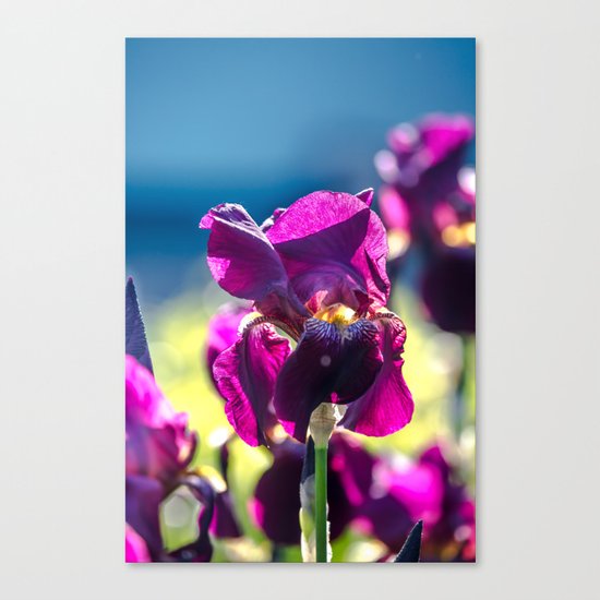 Irises Canvas Print