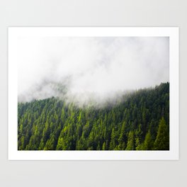Foggy Pine Forest Art Print | Color, Photo, Forest, Pine, Trees, Foggy 