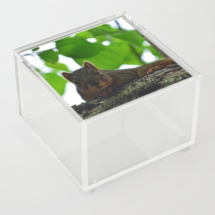 Squirrel in London | Nature Photography in UK Acrylic Box