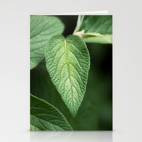 Textured Sage Leaf Stationery Cards