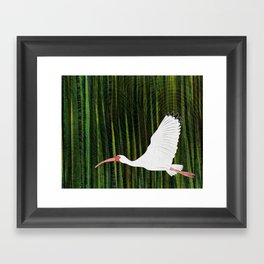 American White Ibis In Flight Framed Art Print
