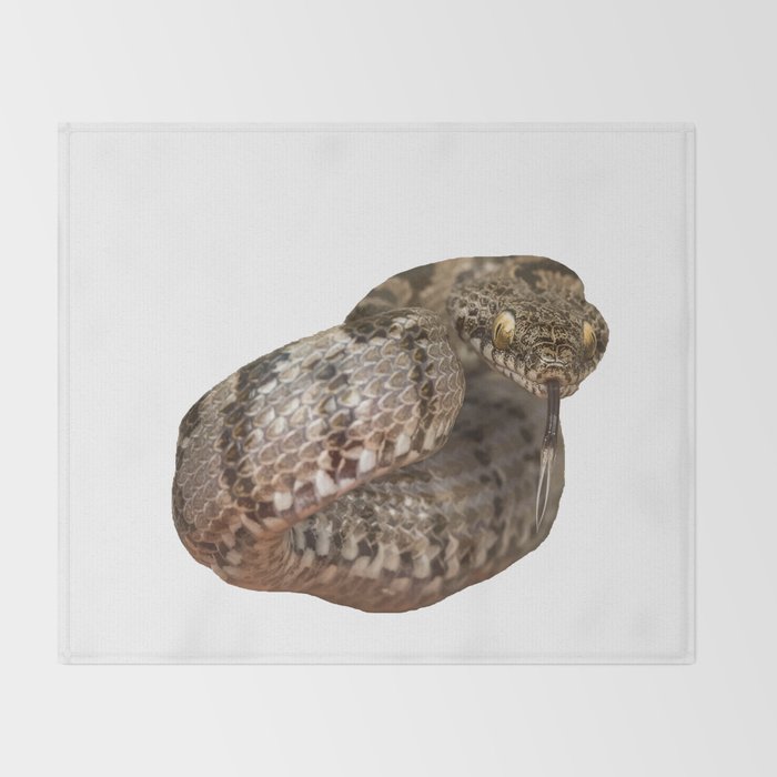 ottoman viper snake tasting the air throw blanket by taiche society6