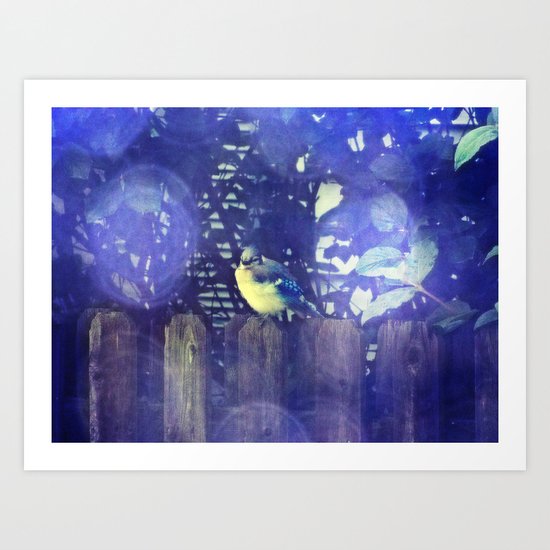 Blue Jay Art Print