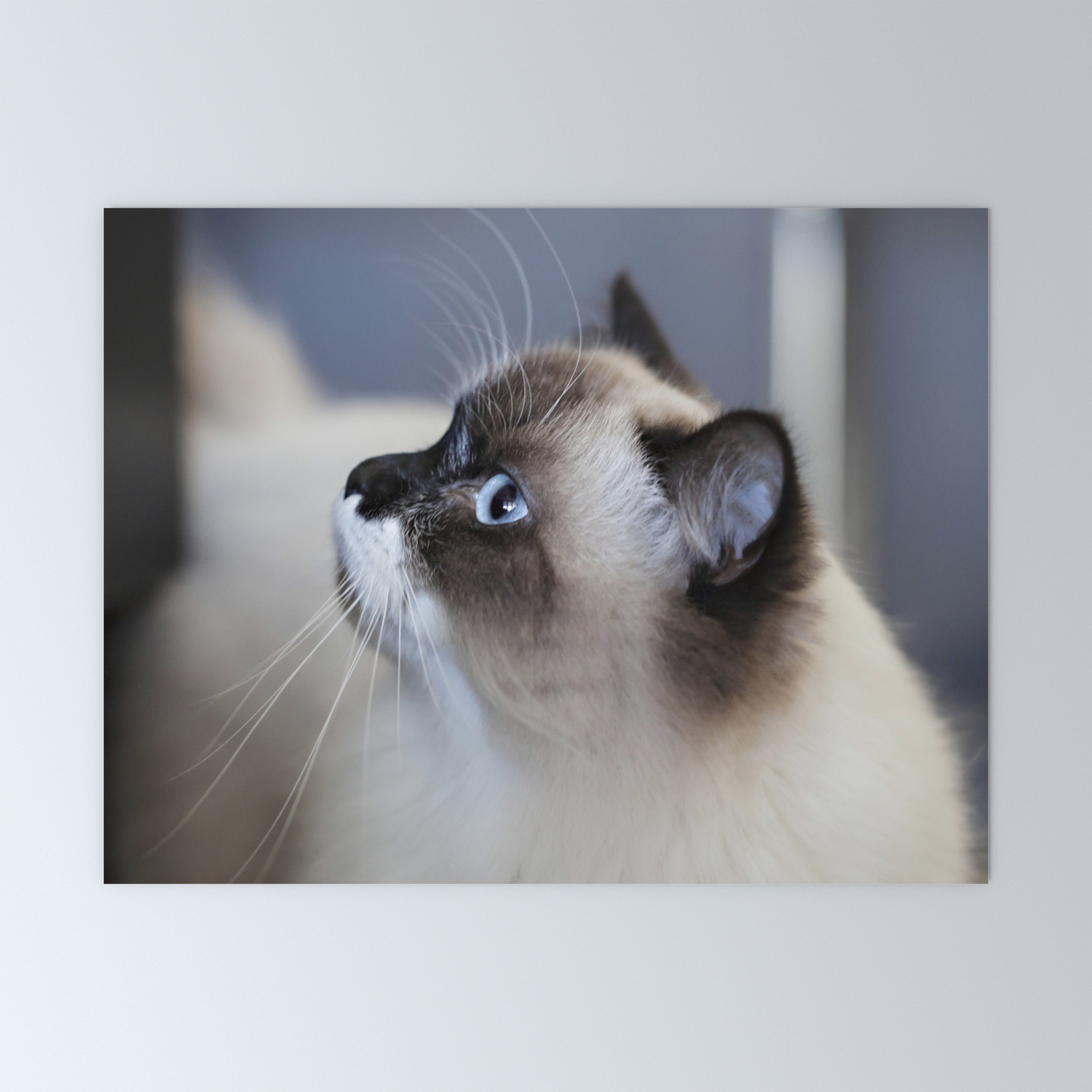 mini ragdoll